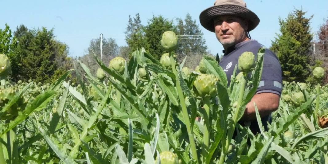 Karaciğer dostu üründe hasat sürüyor! Yılda 11.000 ton ürün elde ediliyor 4